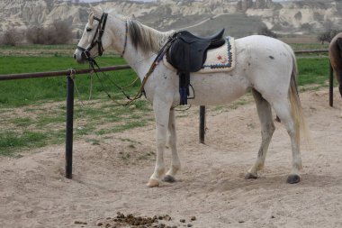Atlar açık arazide. Beyaz saçlı.