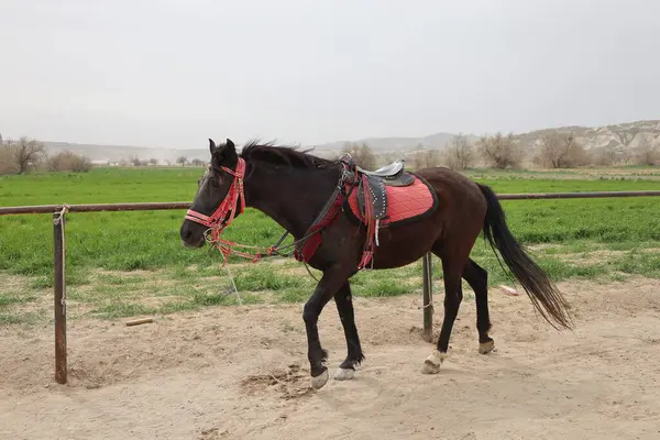 Ayakta duran atlar. Güzel, güzel, kahverengi.
