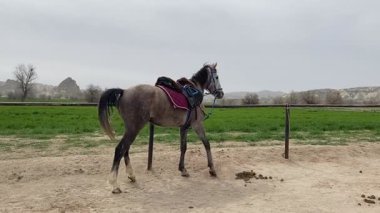 Ayakta duran atlar. Güzel, güzel, kahverengi.
