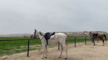 Atlar açık arazide. Beyaz saçlı.