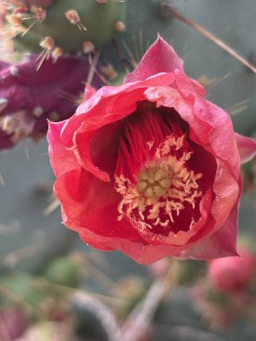 Kaktüs kırmızısı çiçek. Yüksek kalite fotoğraf