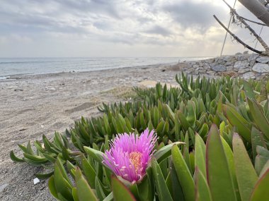 Carpobrotus edulis. Pembe çiçek açar. Yüksek kalite fotoğraf