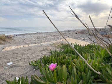 Carpobrotus edulis. Pembe çiçek açar. Yüksek kalite fotoğraf