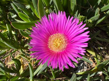 Carpobrotus edulis. Pembe çiçek açar. Yüksek kalite fotoğraf