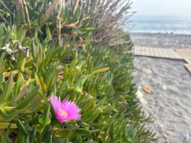 Carpobrotus edulis. Pembe çiçek açar. Yüksek kalite fotoğraf