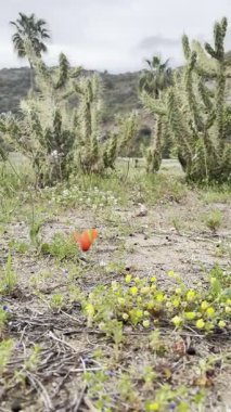 Poppy kumlu bir alanda, doğa, botanik, yakın plan 