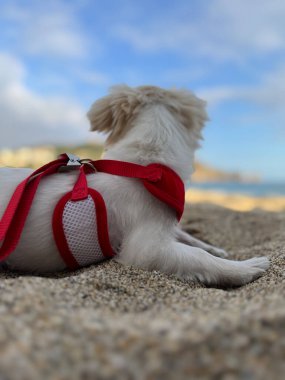 Köpek kumsalı çadırı. Yüksek kalite fotoğraf 
