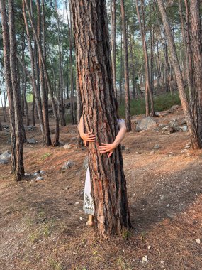 Ağaç kucaklama ormanı. Gün batımında çam ormanında bir ağaca sarılmak.
