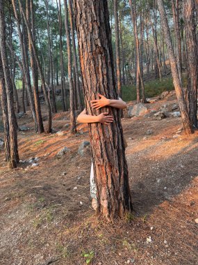 Ağaç kucaklama ormanı. Gün batımında çam ormanında bir ağaca sarılmak.