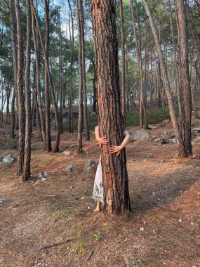 Ağaç kucaklama ormanı. Gün batımında çam ormanında bir ağaca sarılmak.