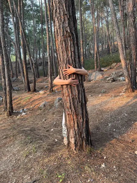 Ağaç kucaklama ormanı. Gün batımında çam ormanında bir ağaca sarılmak.