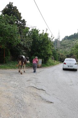 Yürüyen inek kadın. Siyah beyaz inek. 