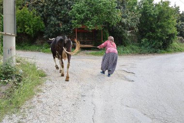 Yürüyen inek kadın. Siyah beyaz inek. 