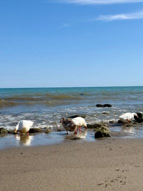 Ördekler okyanus kıyısında. Vahşi ördekler sahilde yiyecek arıyor.