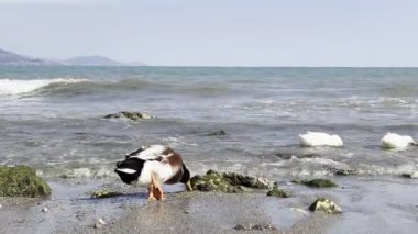 Ördekler okyanus kıyısında. Vahşi ördekler sahilde yiyecek arıyor.