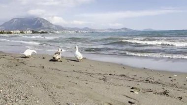 Ördekler okyanus kıyısında. Vahşi ördekler sahilde yiyecek arıyor.
