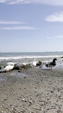 Ördekler okyanus kıyısında. Vahşi ördekler sahilde yiyecek arıyor.