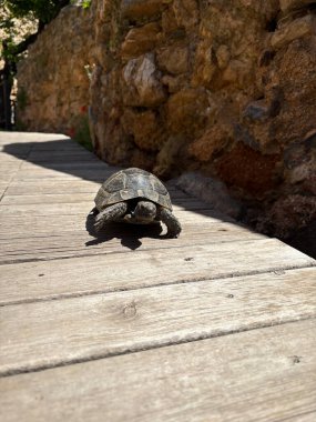 Kaplumbağa kayalık arazisi. Sürüngen, dayanıklı kaplumbağa, kayalık arazi.