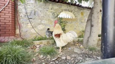 Horoz avlusu ağacı. Horoz, çok renkli, renkli, parlak