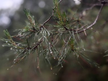 Çam iğneleri damlacıkları. Yüksek kalite fotoğraf