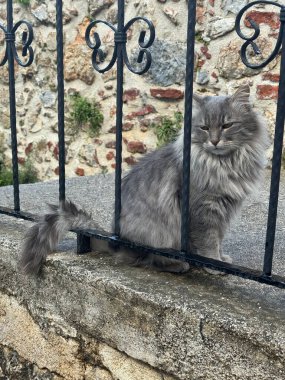 Yumuşak açık hava kedisi. Yüksek kalite fotoğraf