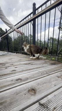 Yumuşak açık hava kedisi. Yüksek kalite fotoğraf