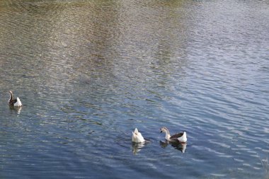 Parktaki vahşi kaz sürüsü gibi. Yüksek kaliteli FullHD görüntüler