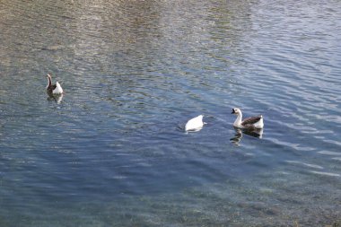 Parktaki vahşi kaz sürüsü gibi. Yüksek kaliteli FullHD görüntüler