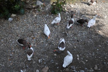 Parktaki vahşi kaz sürüsü gibi. Yüksek kaliteli FullHD görüntüler