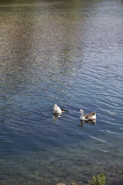 Parktaki vahşi kaz sürüsü gibi. Yüksek kaliteli FullHD görüntüler