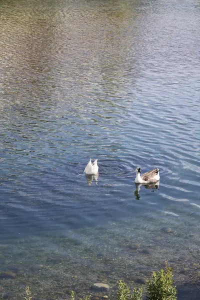 Parktaki vahşi kaz sürüsü gibi. Yüksek kaliteli FullHD görüntüler