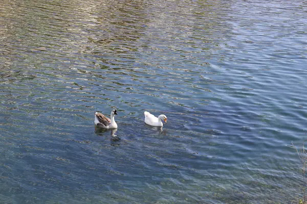 Parktaki vahşi kaz sürüsü gibi. Yüksek kaliteli FullHD görüntüler