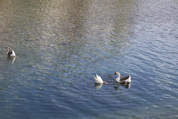 Parktaki vahşi kaz sürüsü gibi. Yüksek kaliteli FullHD görüntüler