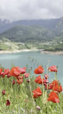 Dağlardaki gelincikler gölün arka planında