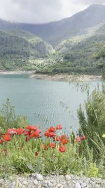 Dağlardaki gelincikler gölün arka planında