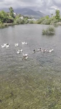 Parktaki vahşi kaz sürüsü gibi. Yüksek kaliteli FullHD görüntüler