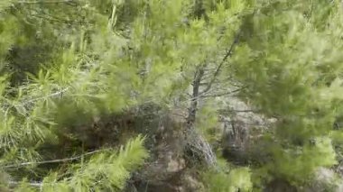 Çam ormanı yeşili. Dağlık viraj yolu.. 