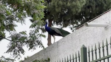Tavus kuşu bir ağaçta oturuyordu. Tavus kuşu çatıda.