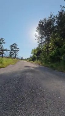 Güneşli yol ağaçları. Yüksek kaliteli FullHD görüntüler