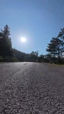 Güneşli yol ağaçları. Yüksek kaliteli FullHD görüntüler