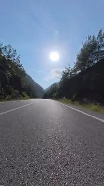 Güneşli yol ağaçları. Yüksek kaliteli FullHD görüntüler