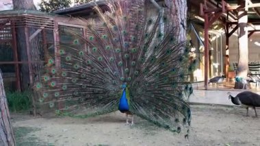 Tavus kuşu tüylerini sergiliyor. Yüksek kalite 4k görüntü