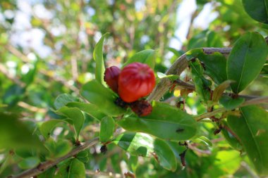 Nar tomurcukları çiçek açıyor. Yüksek kalite fotoğraf