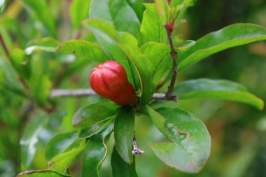 Nar tomurcukları çiçek açıyor. Yüksek kalite fotoğraf