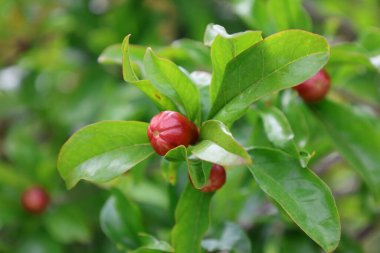 Nar tomurcukları çiçek açıyor. Yüksek kalite fotoğraf