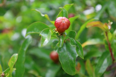 Nar tomurcukları çiçek açıyor. Yüksek kalite fotoğraf