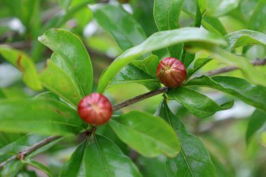 Nar tomurcukları çiçek açıyor. Yüksek kalite fotoğraf