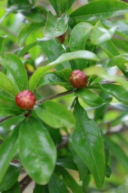 Nar tomurcukları çiçek açıyor. Yüksek kalite fotoğraf