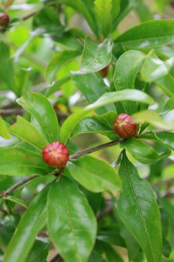 Nar tomurcukları çiçek açıyor. Yüksek kalite fotoğraf