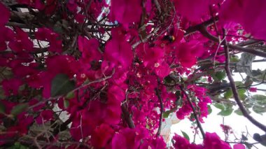 Pembe canlı çiçekler. Yüksek kaliteli FullHD görüntüler
